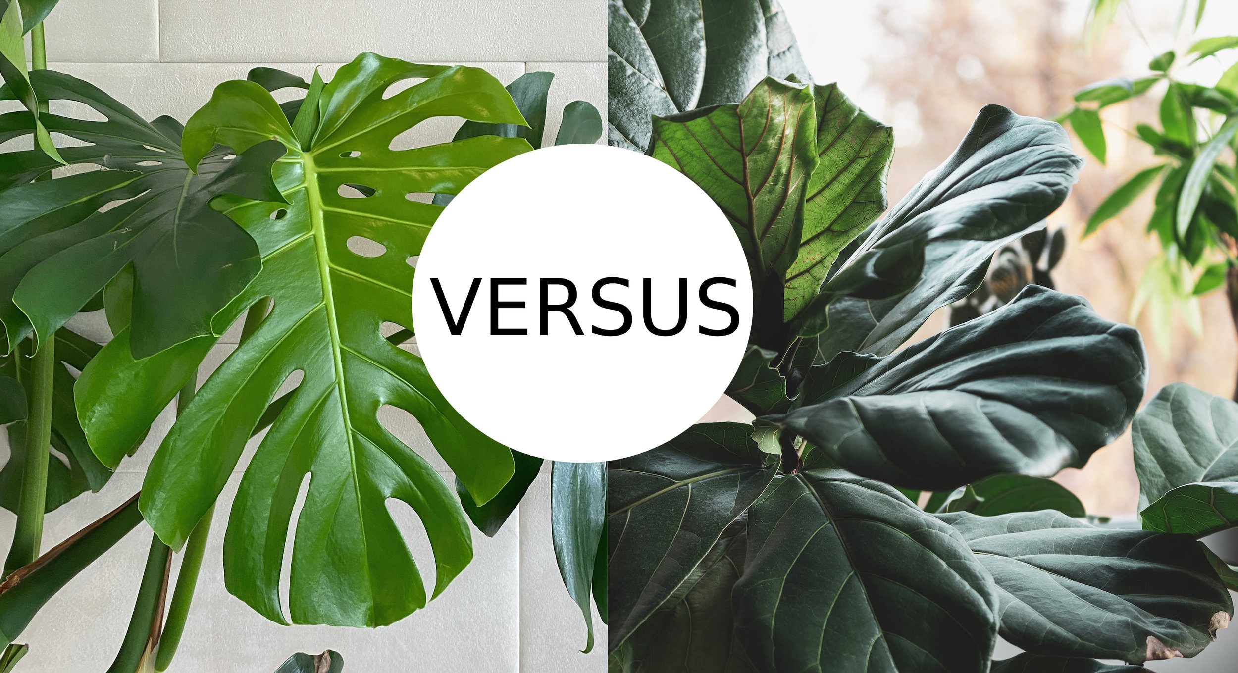 Monstera Vs Fiddle Leaf Fig