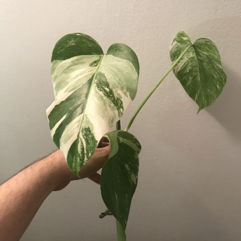 Monstera Vs Pothos