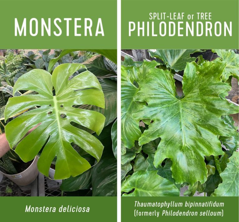 Monstera Vs Split Leaf Philodendron