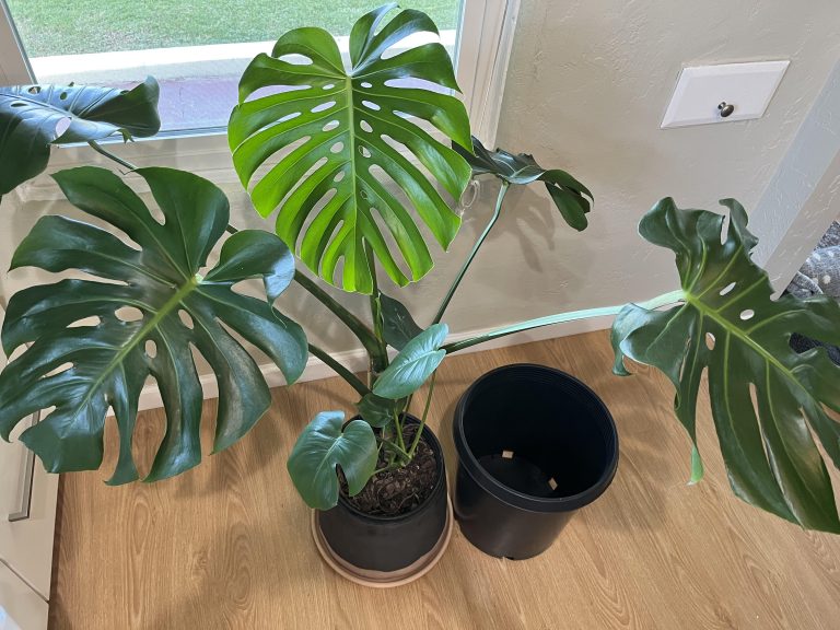 Monstera What Size Pot