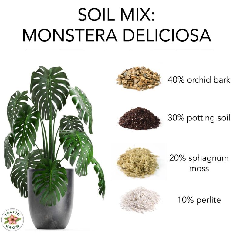 Monstera What Soil
