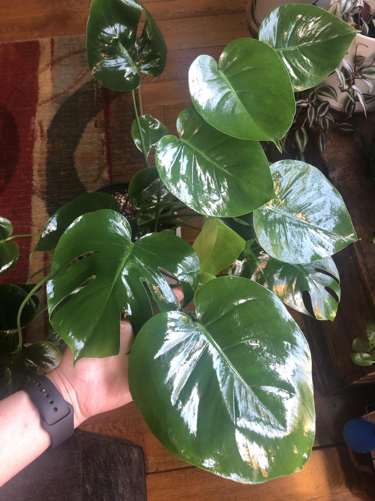 Monstera Won'T Fenestrate