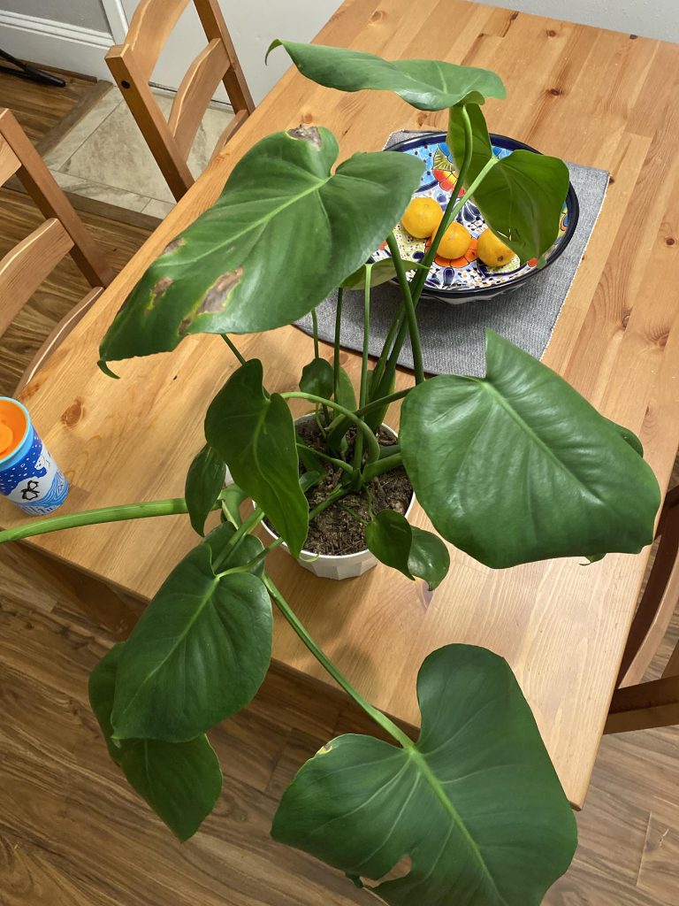 Monstera Won'T Split