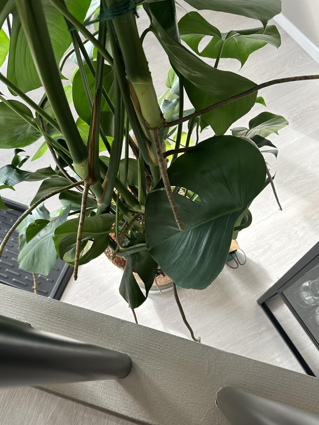 My Monstera Doesn'T Have Aerial Roots