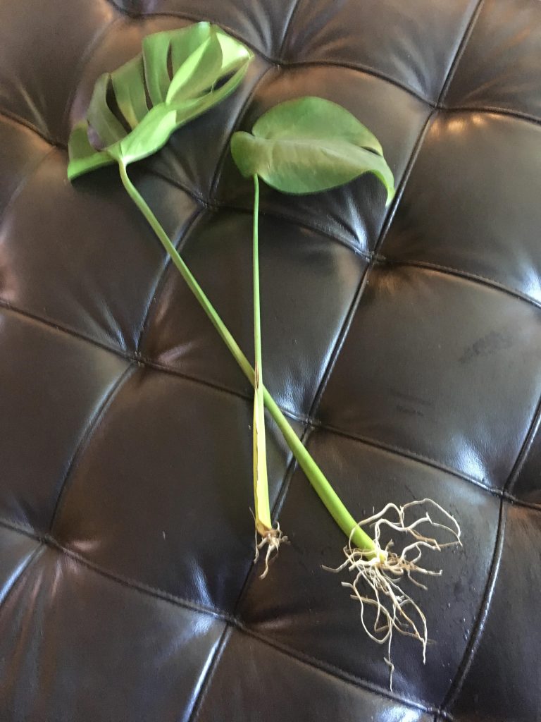 My Monstera Doesn'T Have Nodes