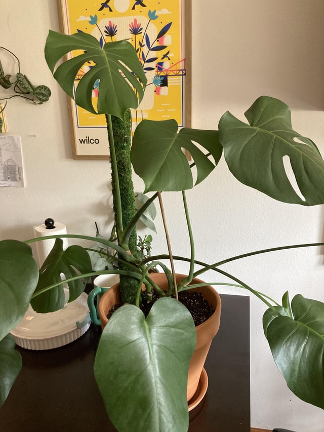 My Monstera Won'T Grow