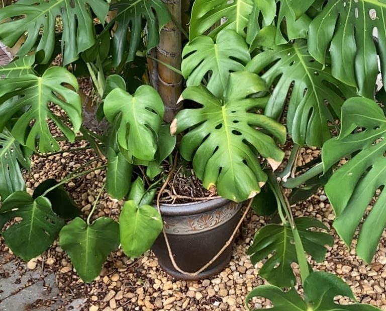 Prevent Root Rot Monstera