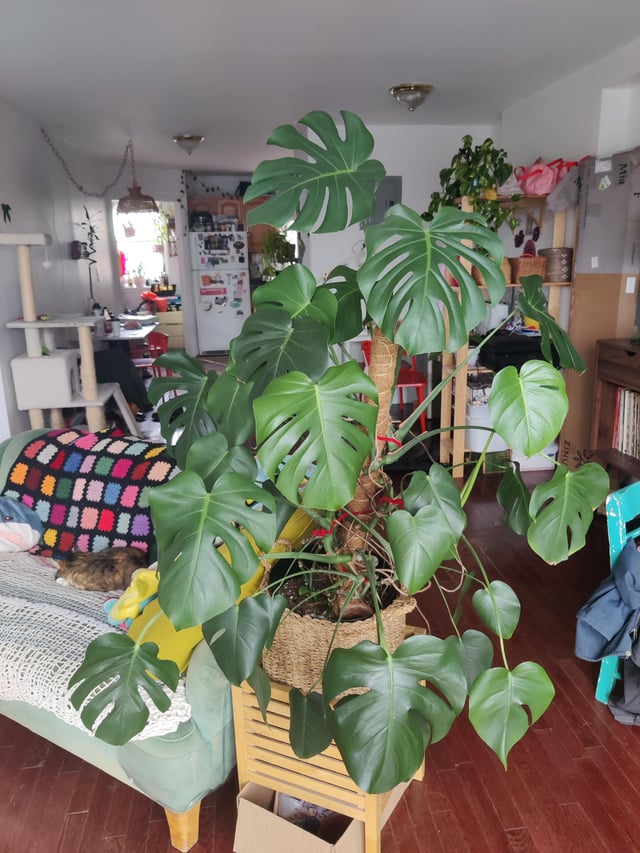 Should I Let My Monstera Dry Out