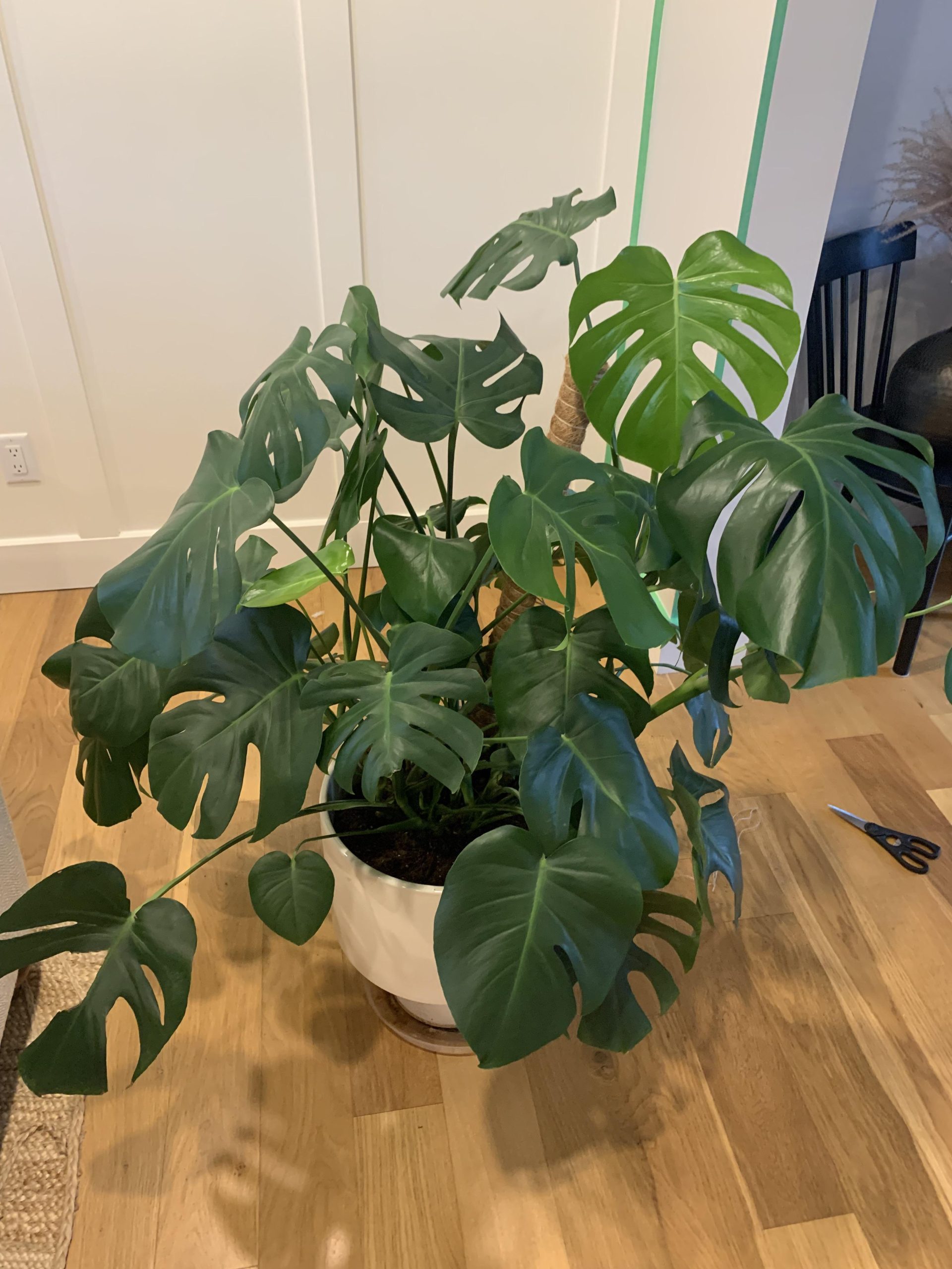 Should I Split My Monstera