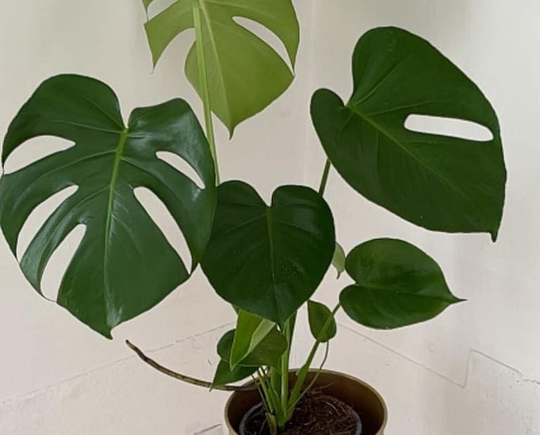 Should I Water Monstera from Top Or Bottom