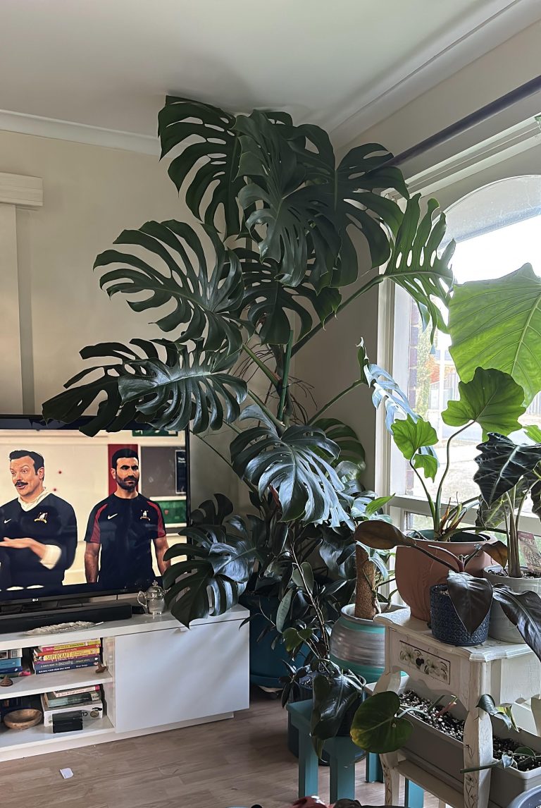 Should You Rotate Monstera