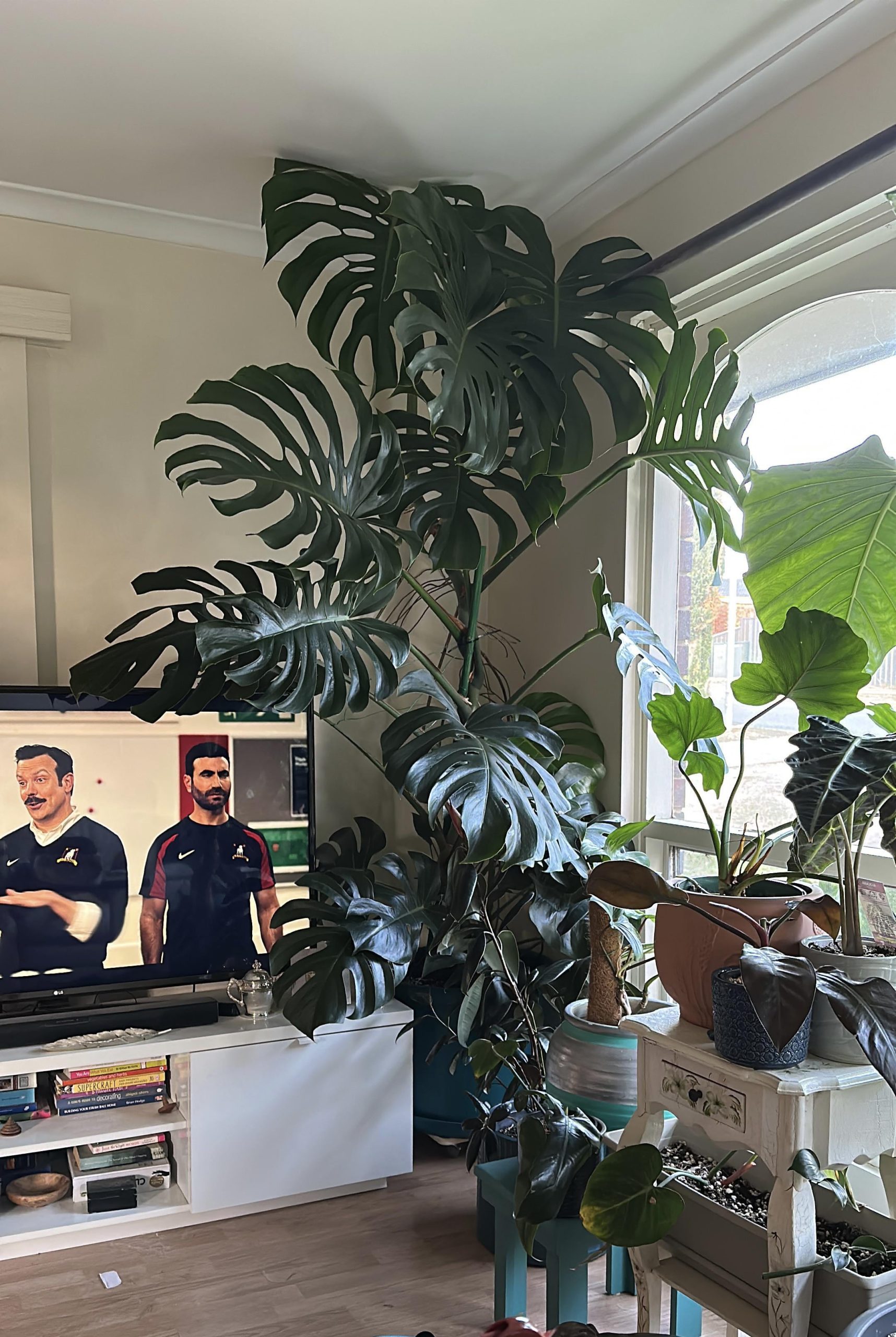 Should You Rotate Monstera