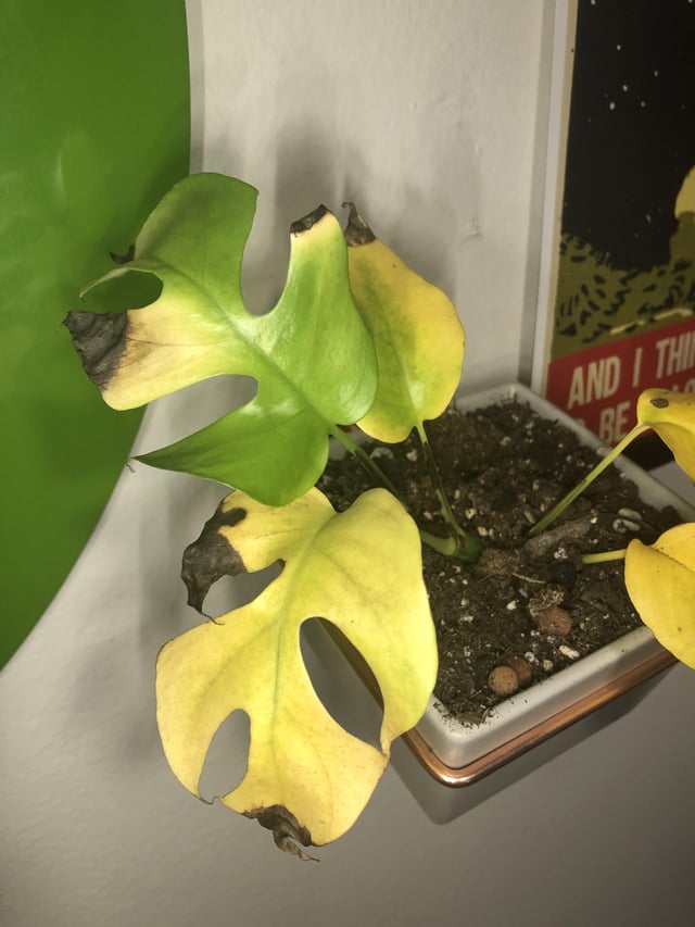 Tiny Monsters Tips And Tricks