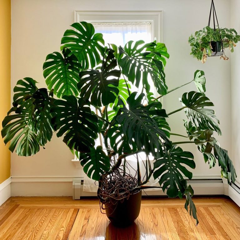 Tips for Monstera Plant