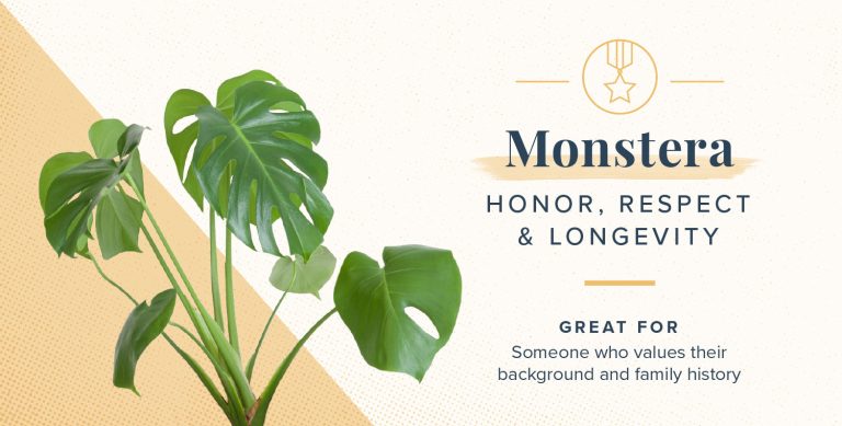 What Do Monstera Leaves Represent