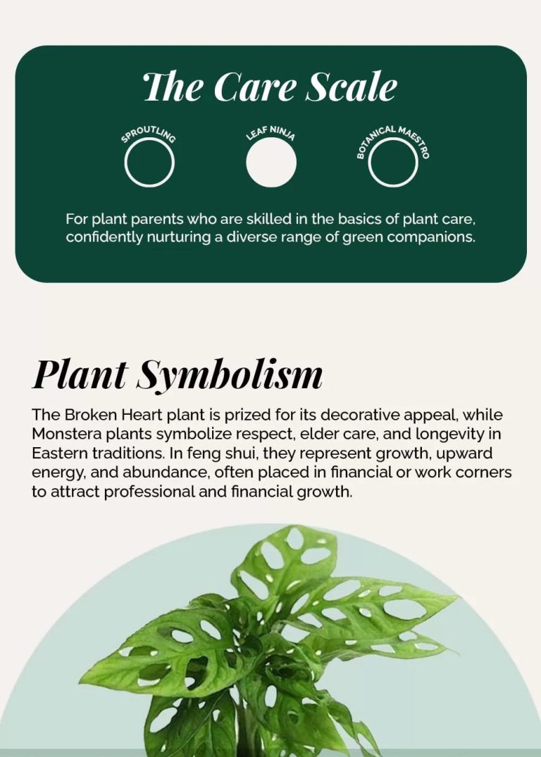 What Does Monstera Plant Symbolize