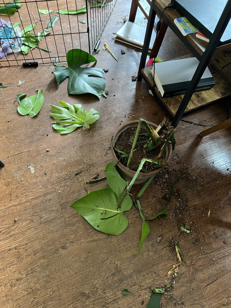 What Happens If a Dog Eats Monstera