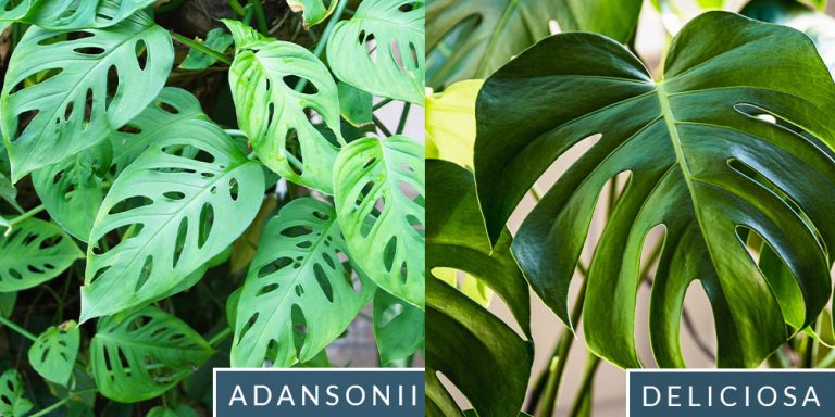 What is the Difference between Monstera Adansonii And Deliciosa