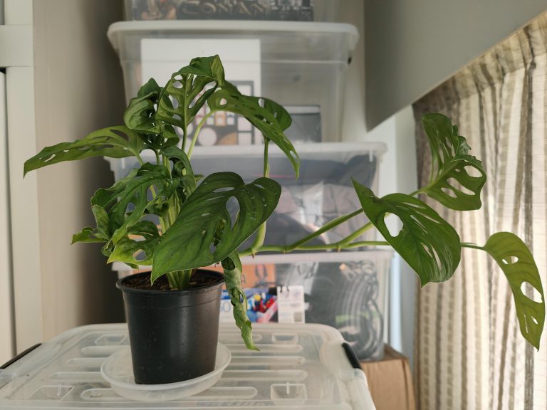 What is the Difference between Monstera Adansonii And Monkey Mask