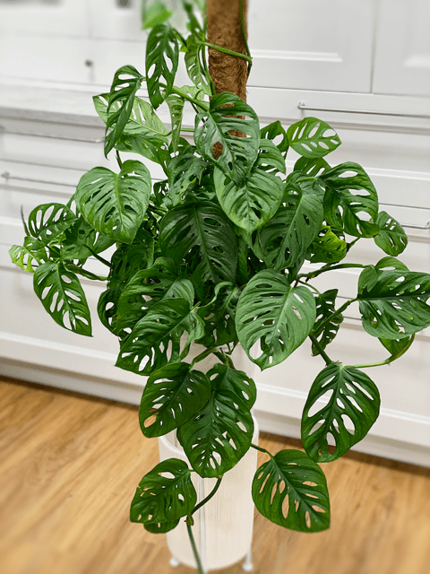 What is the Difference between Monstera And Swiss Cheese Plant