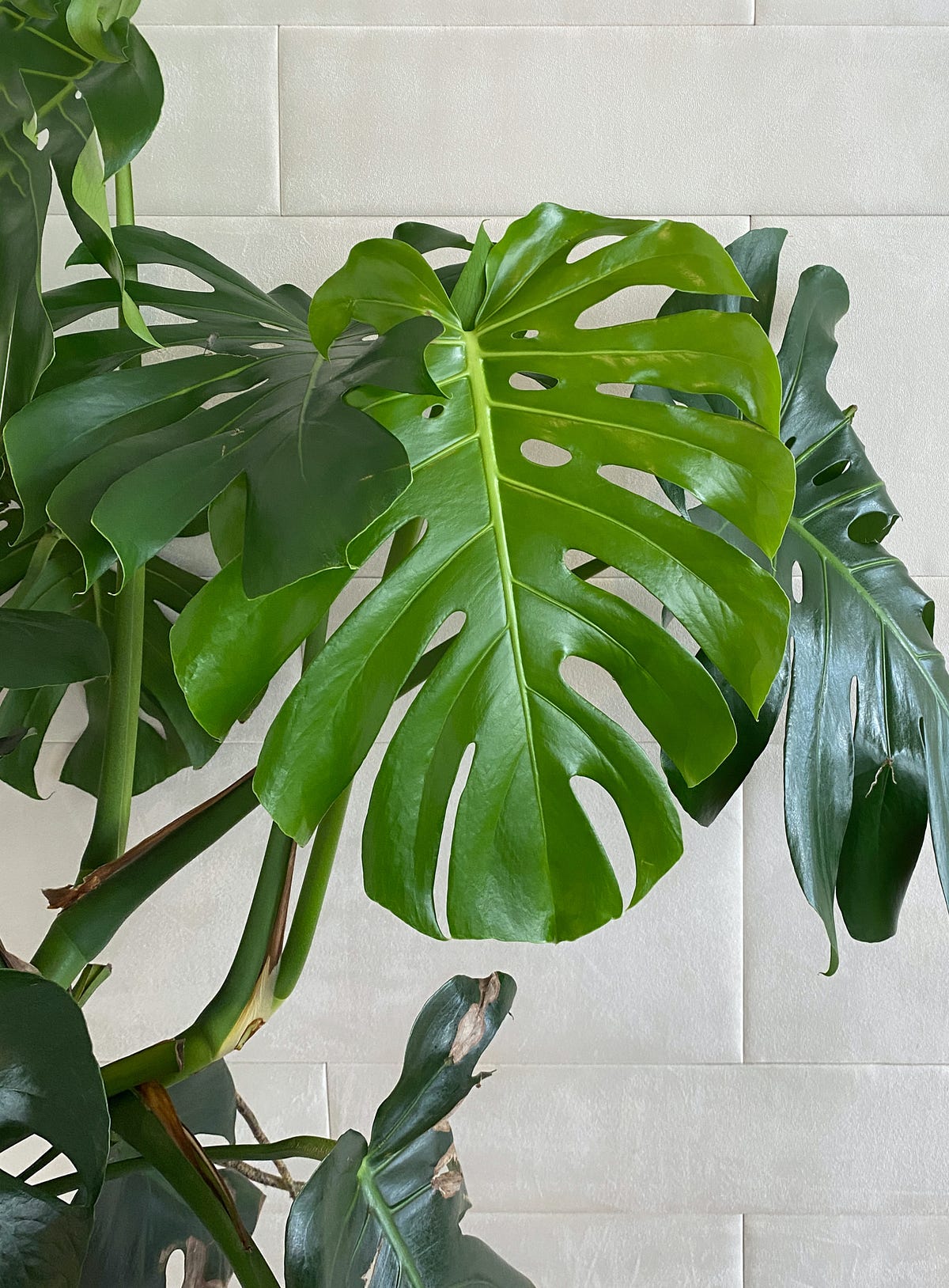 What is the Meaning of Monstera