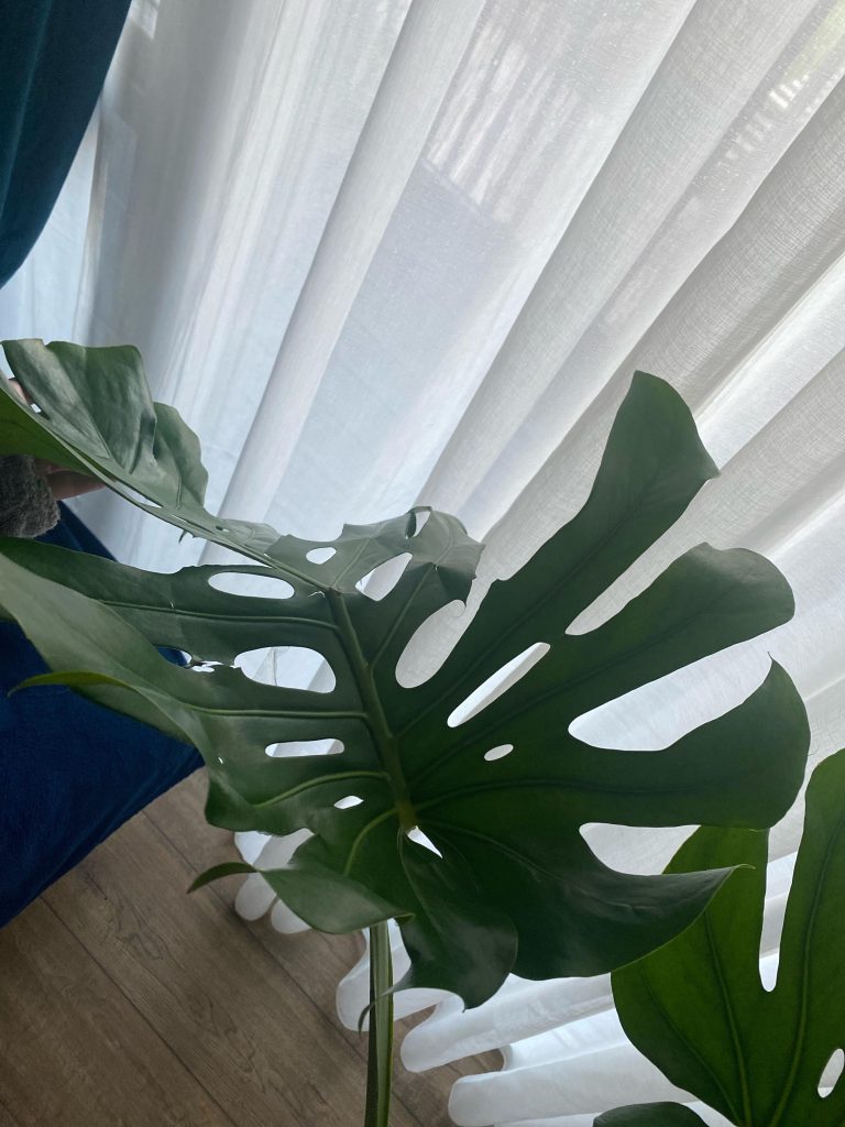 What to Do If Monstera Leaf Breaks