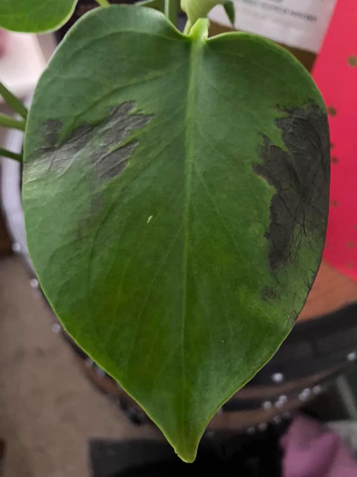 What to Do If Monstera Leaves Turn Black