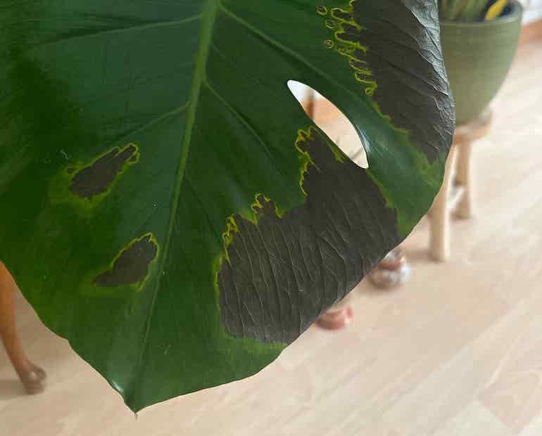 What to Do If Monstera Leaves Turn Brown