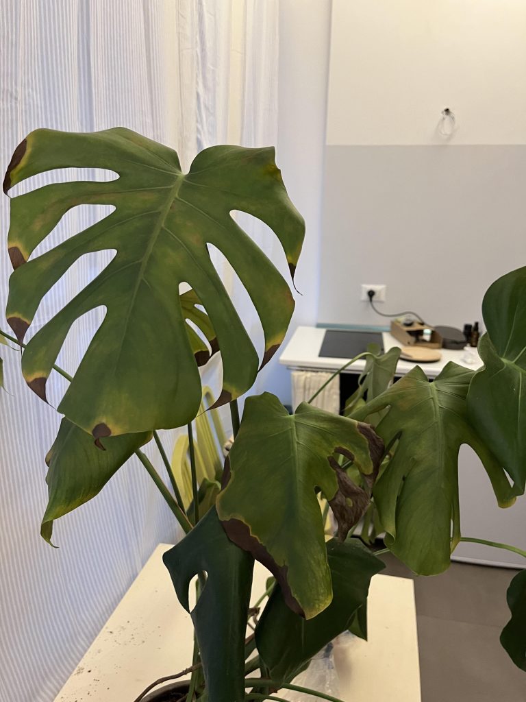 What to Do If You Over Water a Monstera