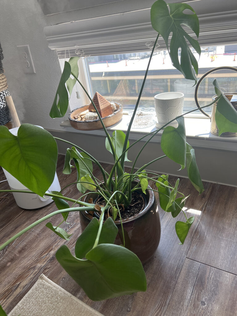 What to Do If Your Monstera is Dying