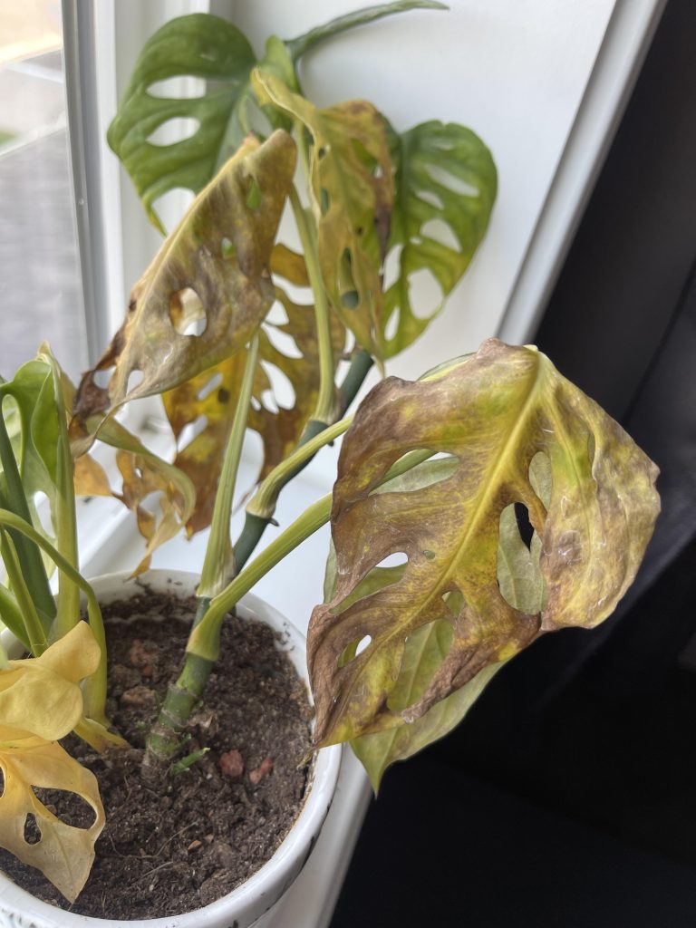 What'S Wrong With My Monstera Adansonii