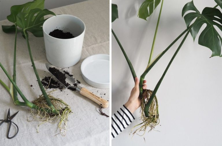 When is the Best Time to Propagate Monstera