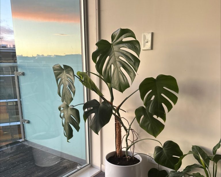 When is the Best Time to Prune Monstera Deliciosa
