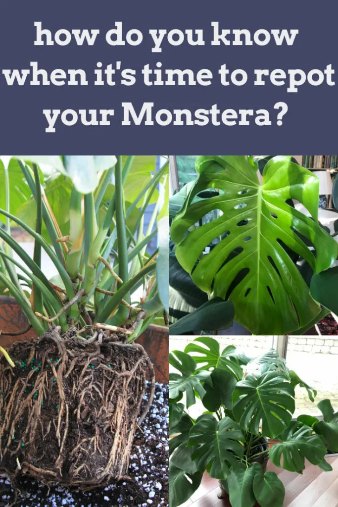 When is the Best Time to Repot Monstera