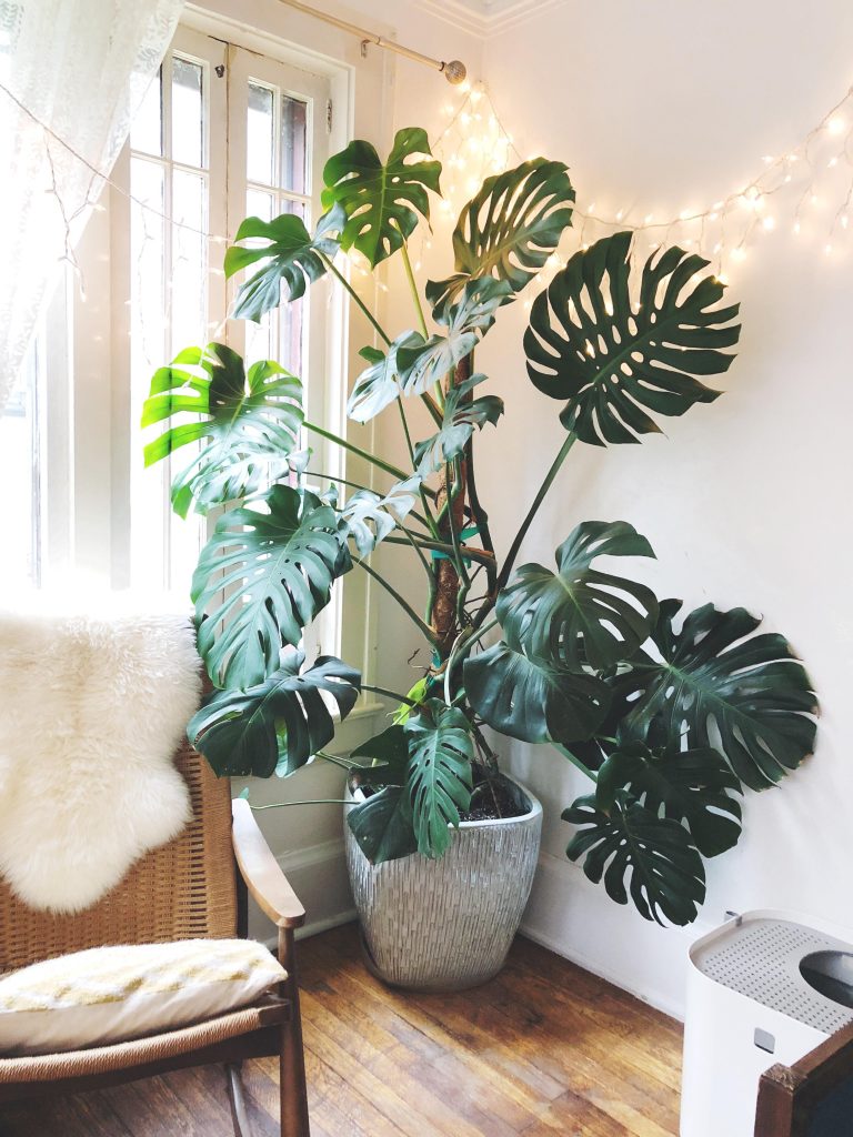 When Should You Use a Moss Pole for Monstera