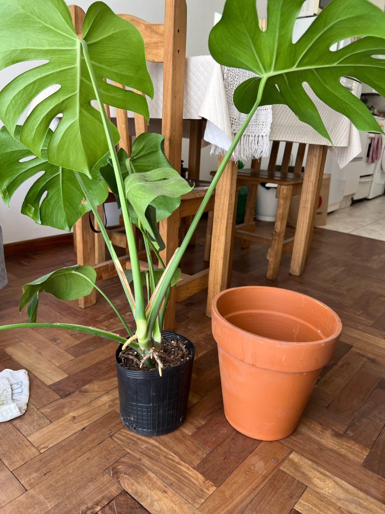 When to Put Monstera in Bigger Pot