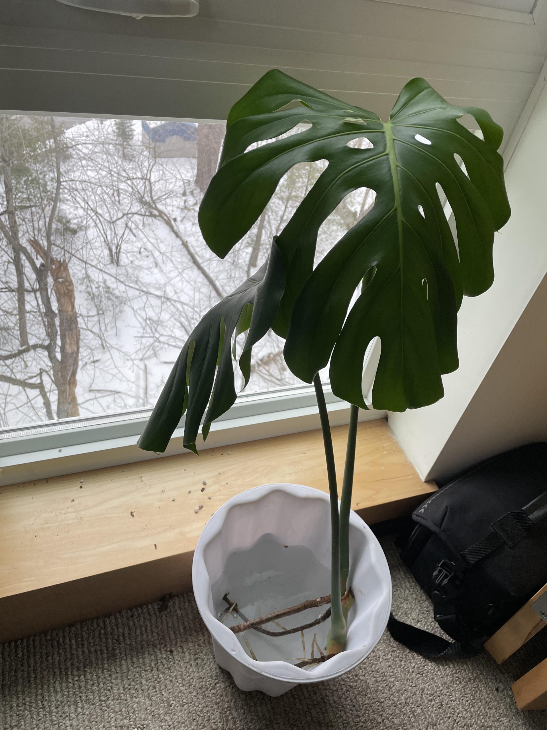 When to Put Monstera in Soil