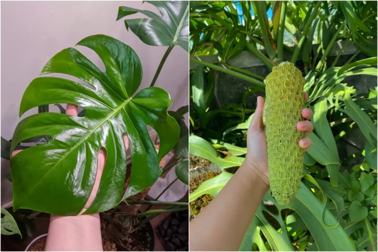 Where Do Monstera Come from