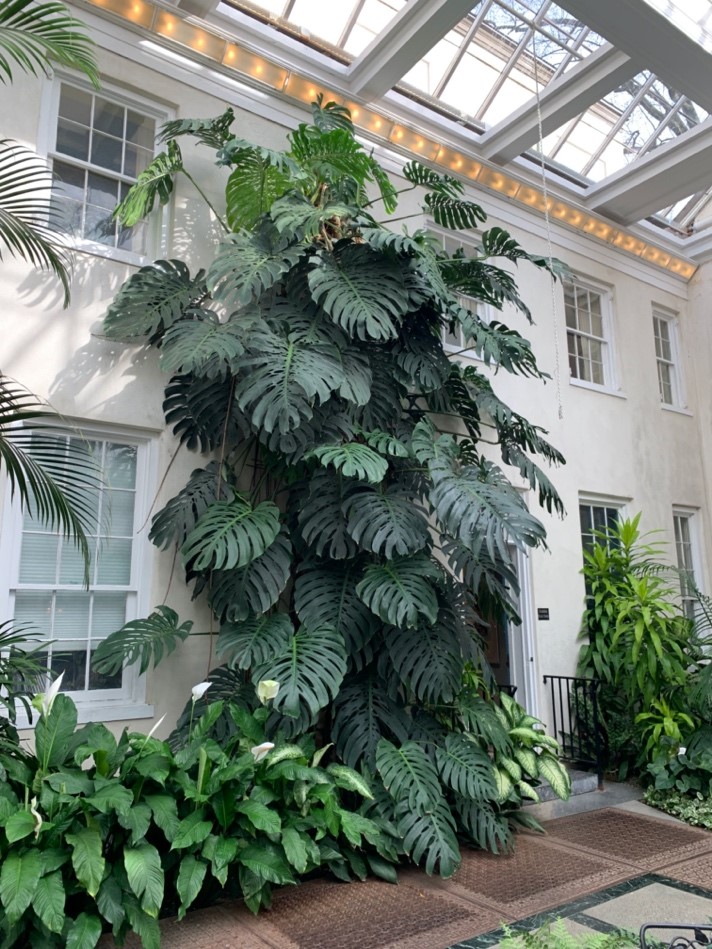 Where Do Monstera Deliciosa Grow