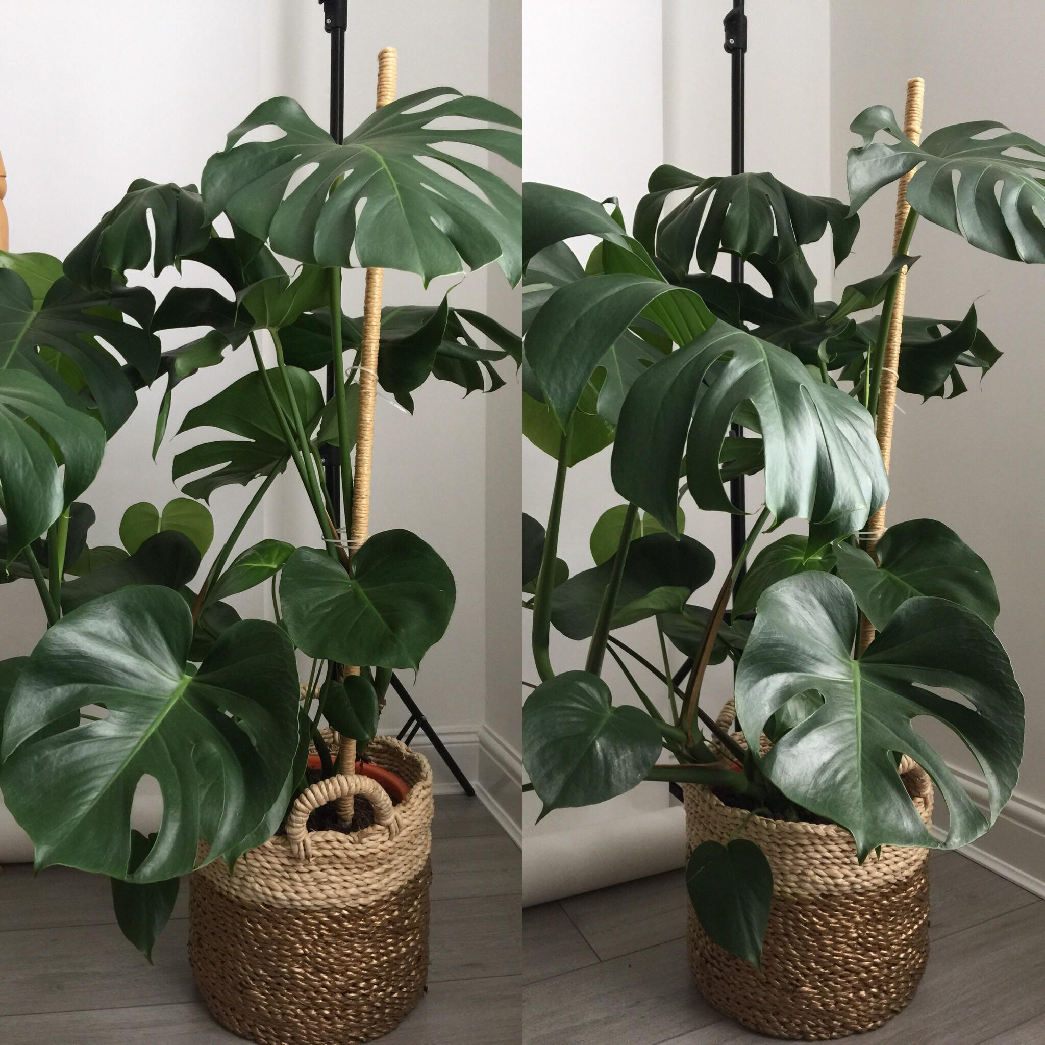 Where Do Monstera Grow