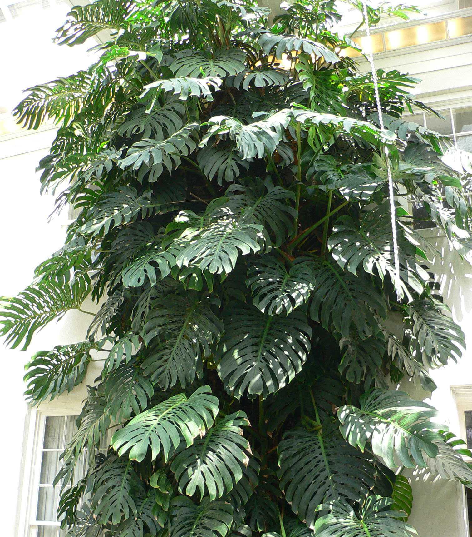 Where Do Monstera Plants Come from