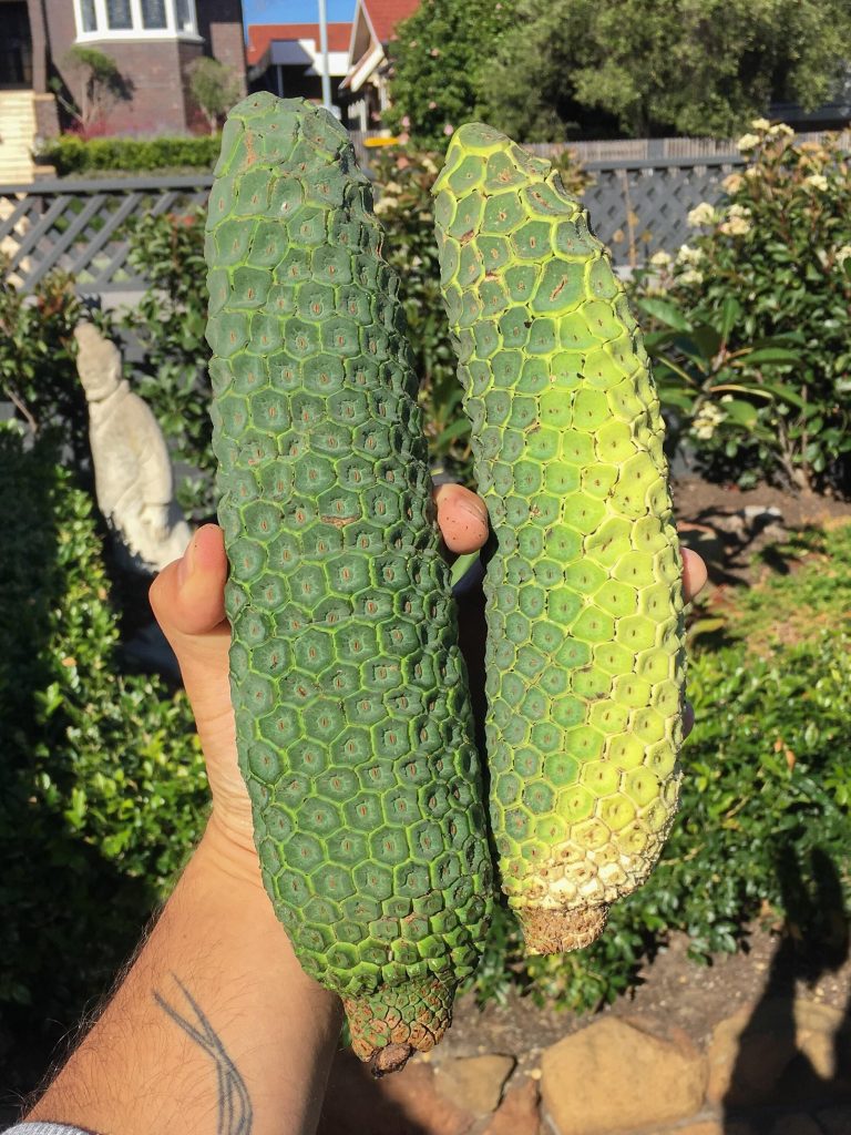 Where Do Monstera Seeds Come from