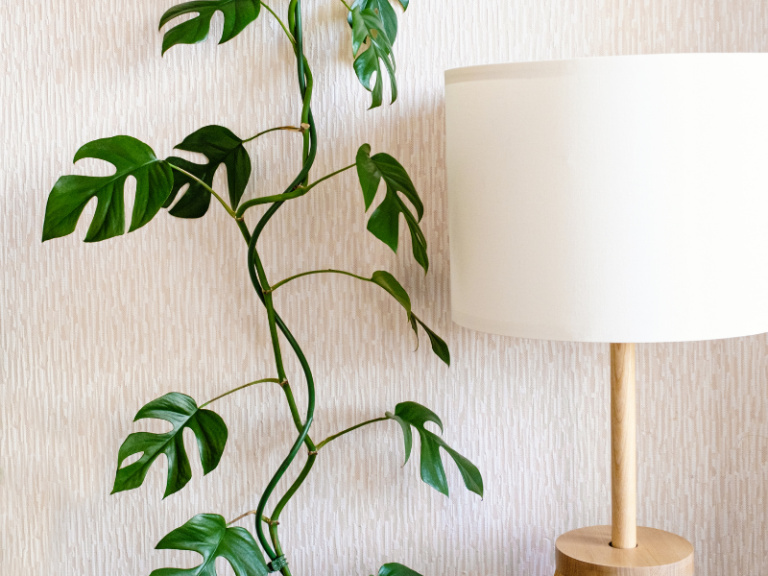 Which Monstera Climbs