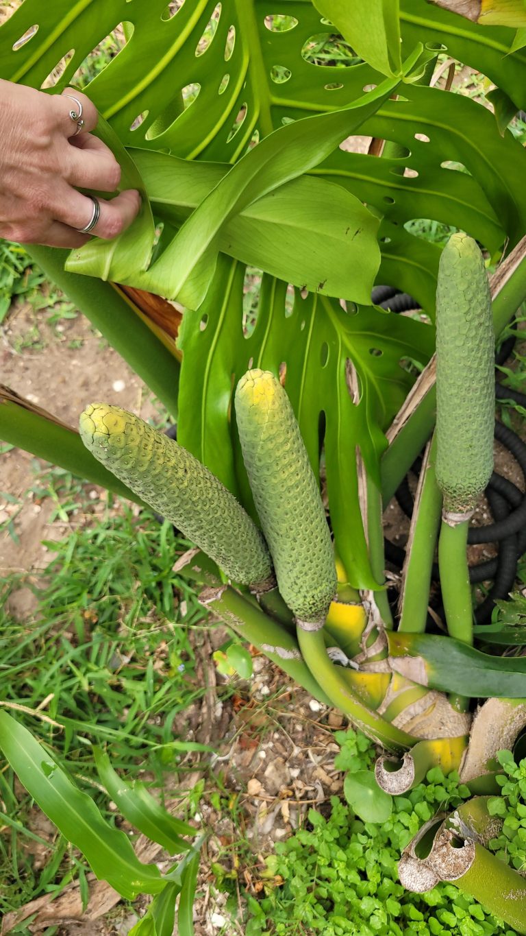 Which Monstera Has Fruit