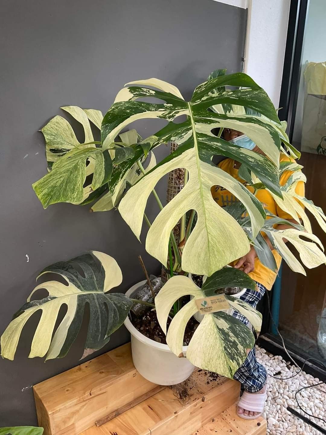 Which Monstera is Rare