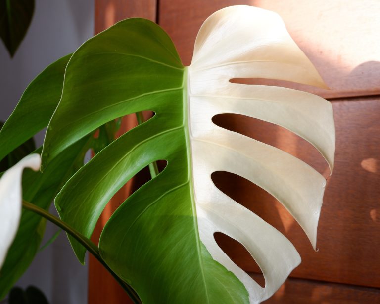 Which Monstera is the Best