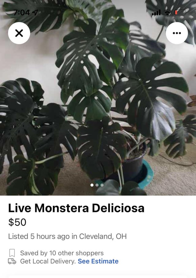 Why are Monstera Plants So Expensive