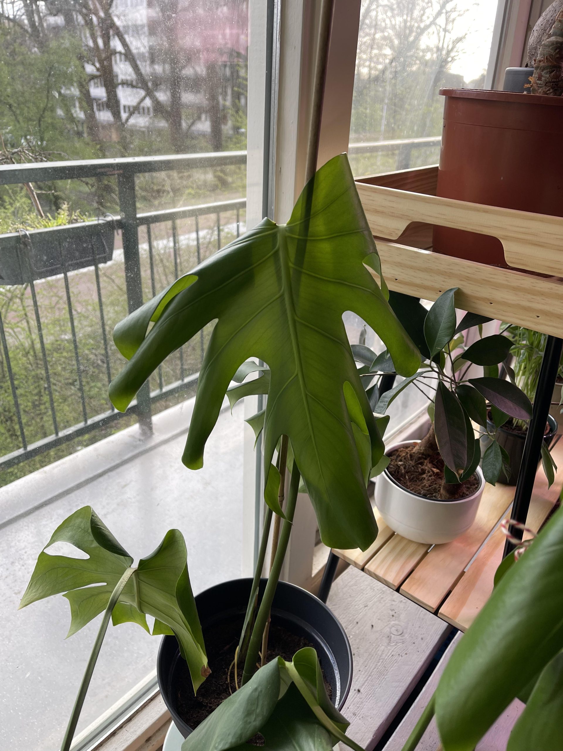 Why Do Monstera Leaves Curl
