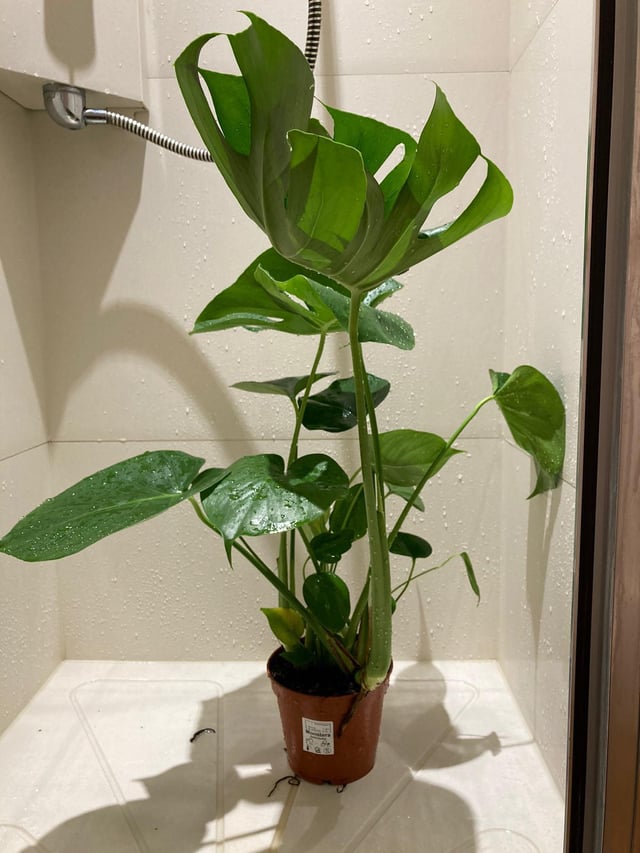 Why Do Monstera Leaves Curl Up