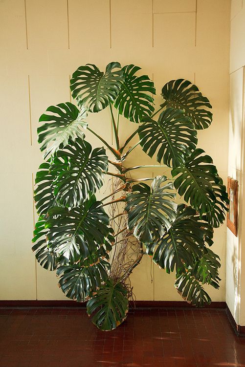 Why Do Monstera Leaves Have Holes